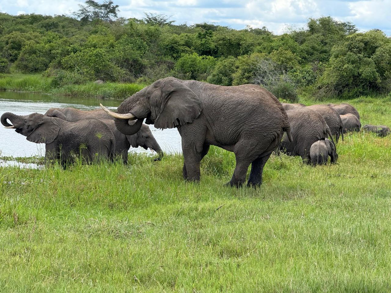 Golden savannah landscape