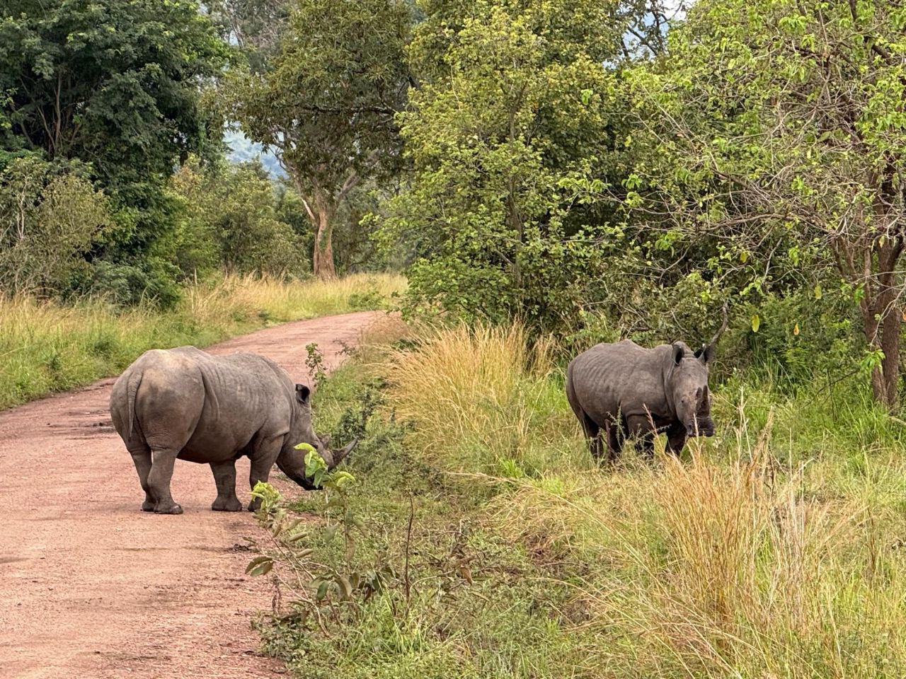 Mountain gorilla in rainforest