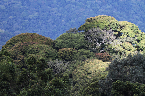 Mountain gorilla in rainforest