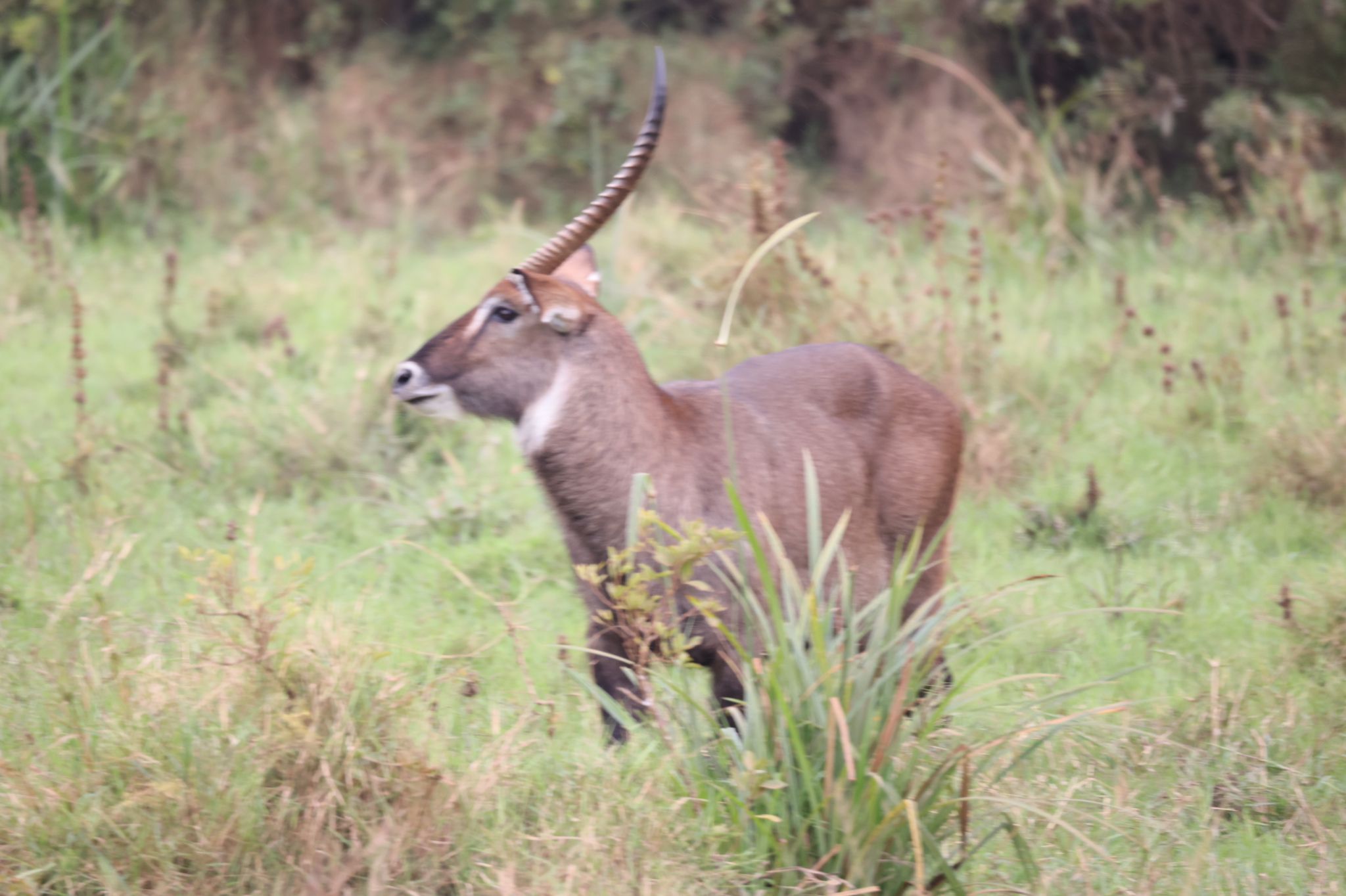 Gorilla Trekking — Volcanoes National Park