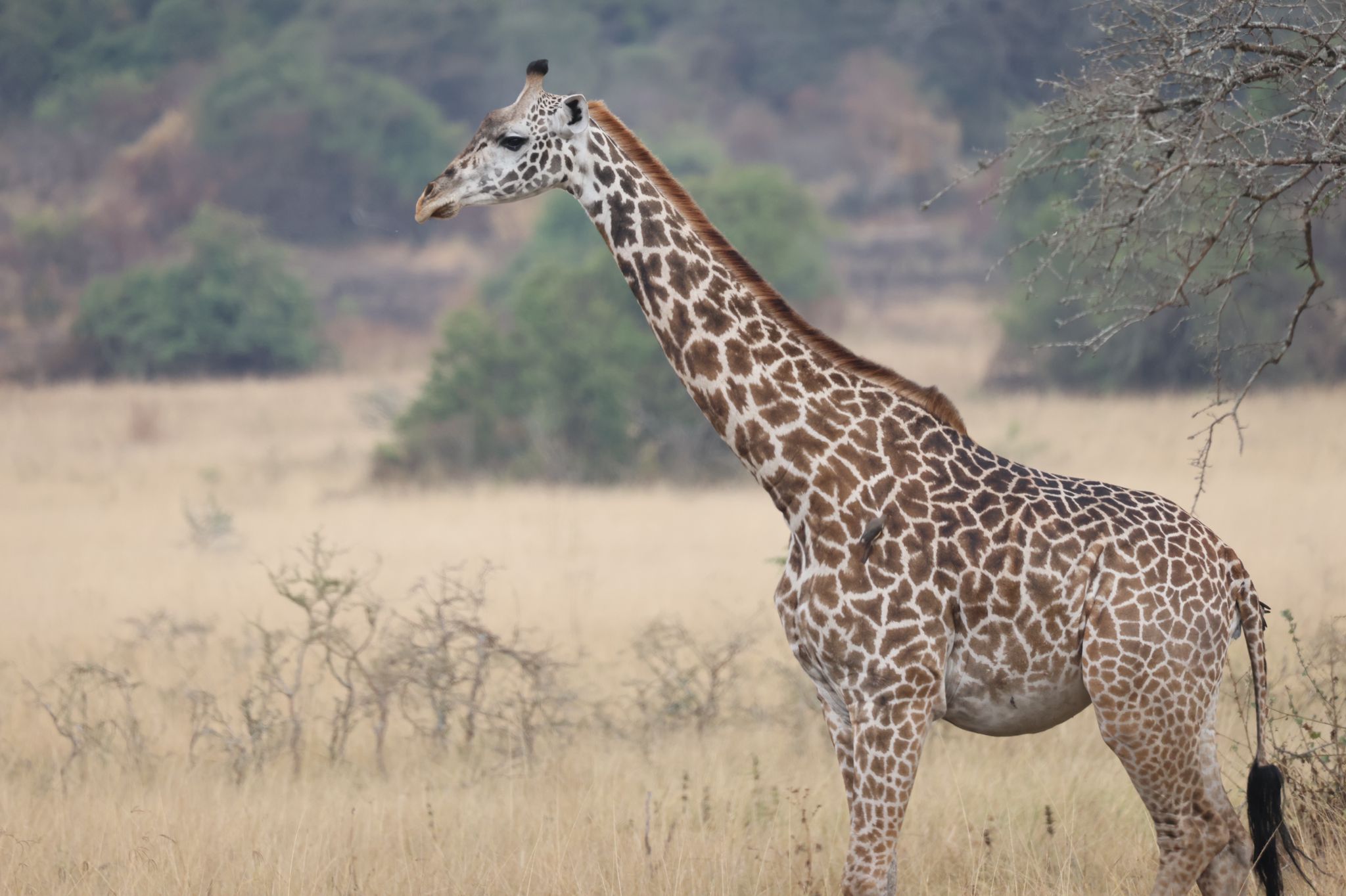 Rwanda Birding Expedition