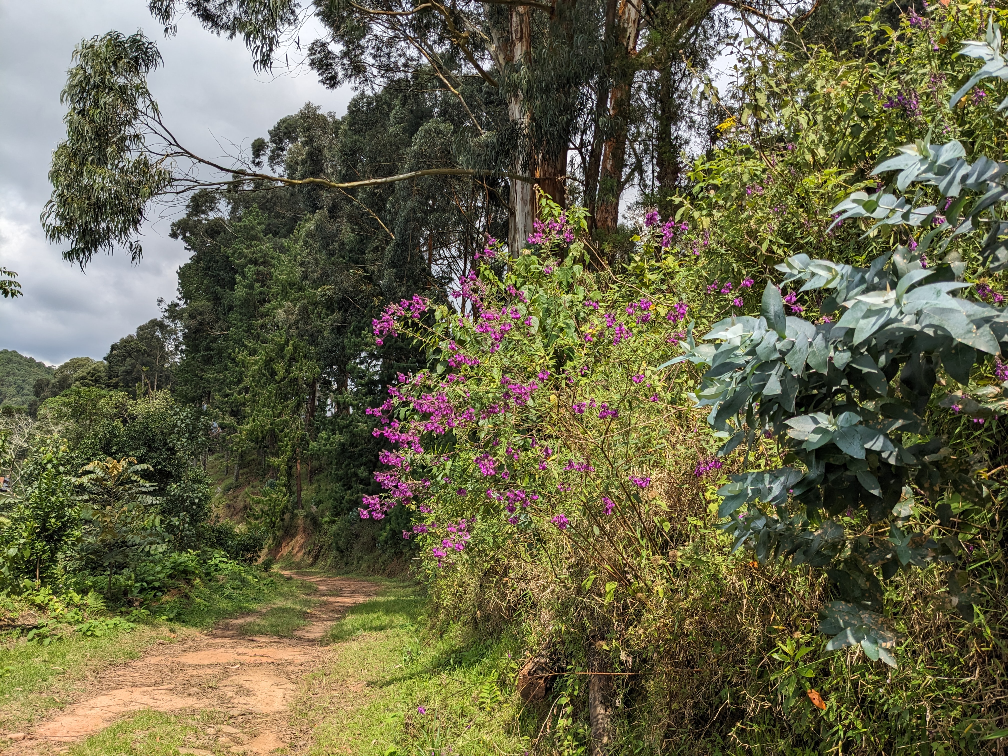 Nyungwe Forest