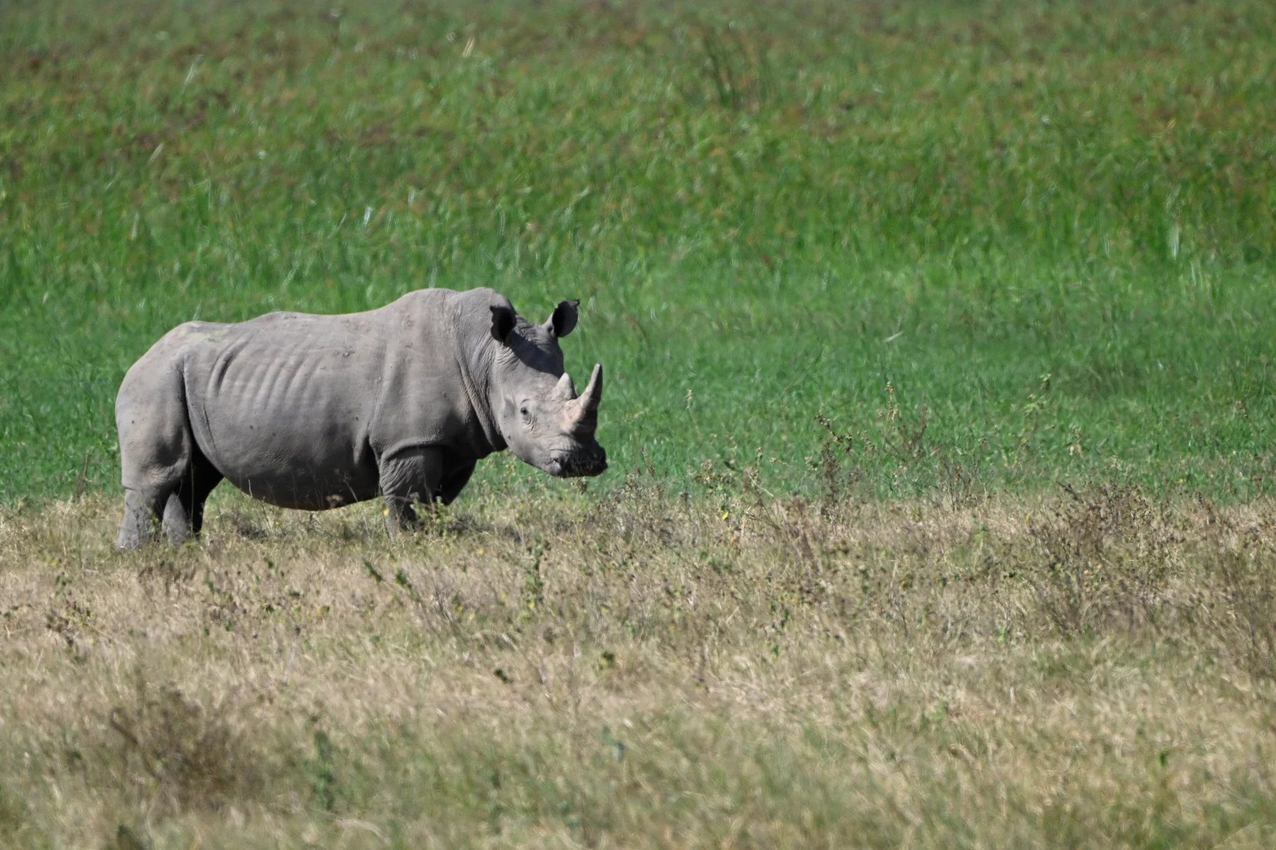 Akagera National Park