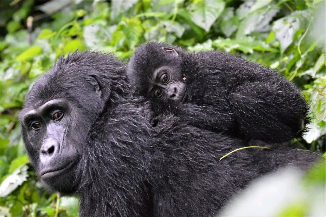 Baby Mountain Gorilla Naming Ceremony 2026