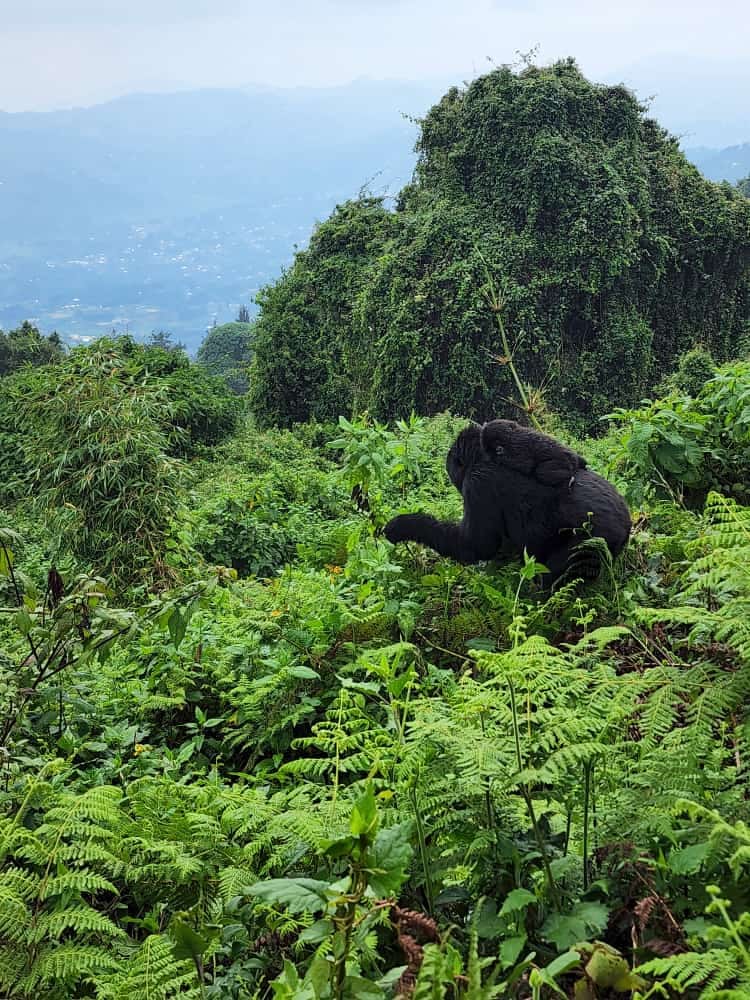 Mountain Gorilla Naming Ceremony History