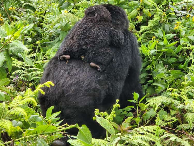 How to Get Gorilla Trekking Permits